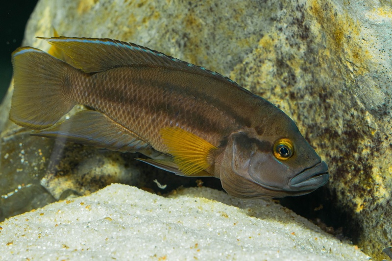 Neolamprologus bifasciatus 'Muzi'